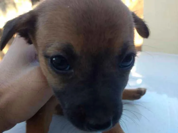 Cachorro ra a Sem raça definida. idade 2 a 6 meses nome  Sem nome