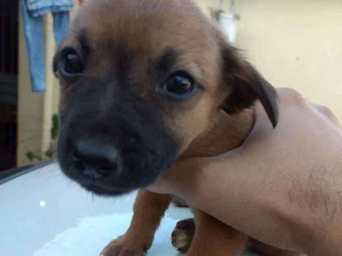 Cachorro ra a Sem raça definida. idade 2 a 6 meses nome  Sem nome