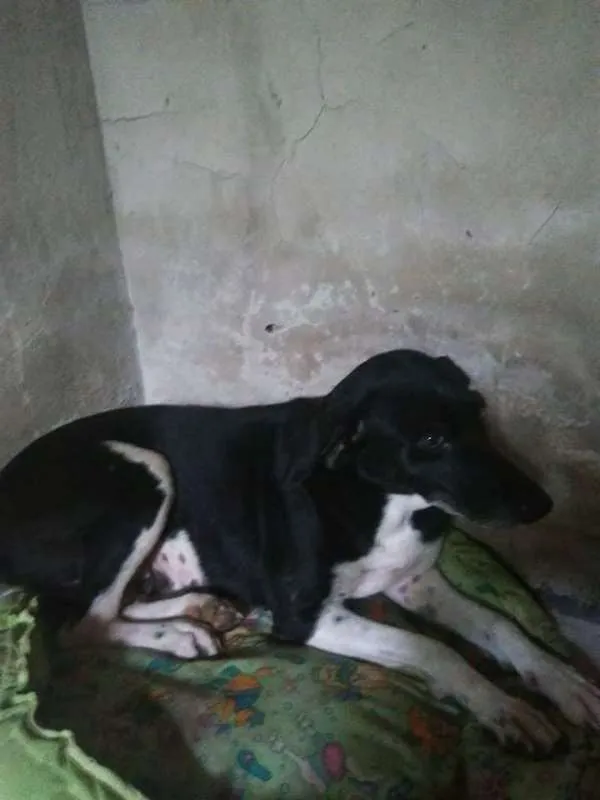 Cachorro raça SRD idade 2 anos nome Sem nome