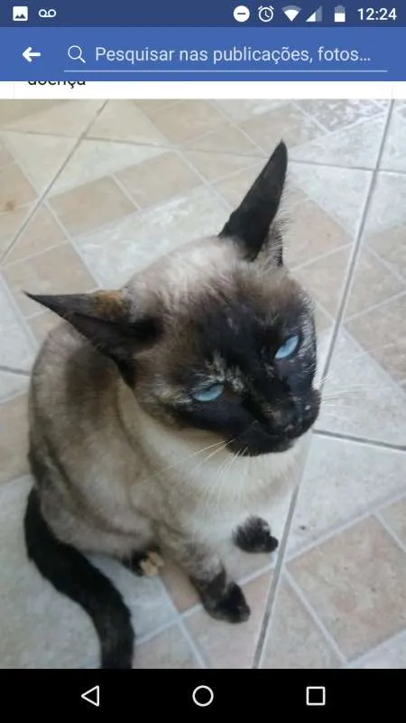 Gato raça Mestiça idade 2 anos nome Nina