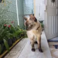 Nina