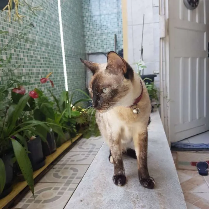 Gato raça Mestiça idade 2 anos nome Nina