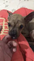 Yoda