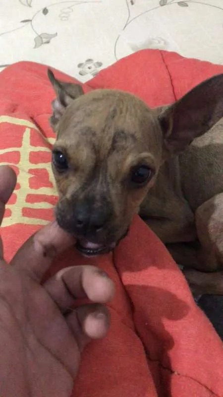 Cachorro ra a srd idade 2 a 6 meses nome Yoda