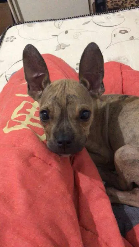 Cachorro ra a srd idade 2 a 6 meses nome Yoda