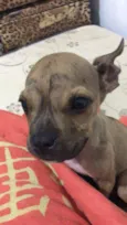 Yoda