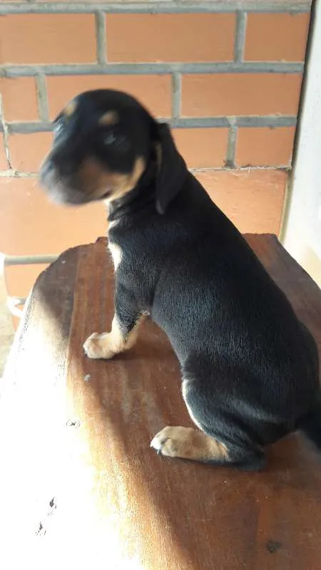 Cachorro ra a vira lata idade 2 a 6 meses nome não possuem nomes