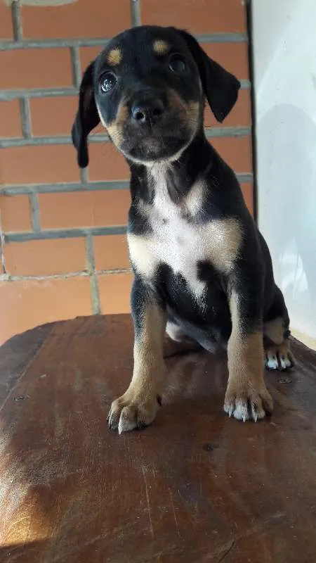 Cachorro ra a vira lata idade 2 a 6 meses nome não possuem nomes