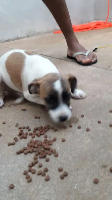 Cachorro ra a vira lata idade 2 a 6 meses nome não possuem nomes