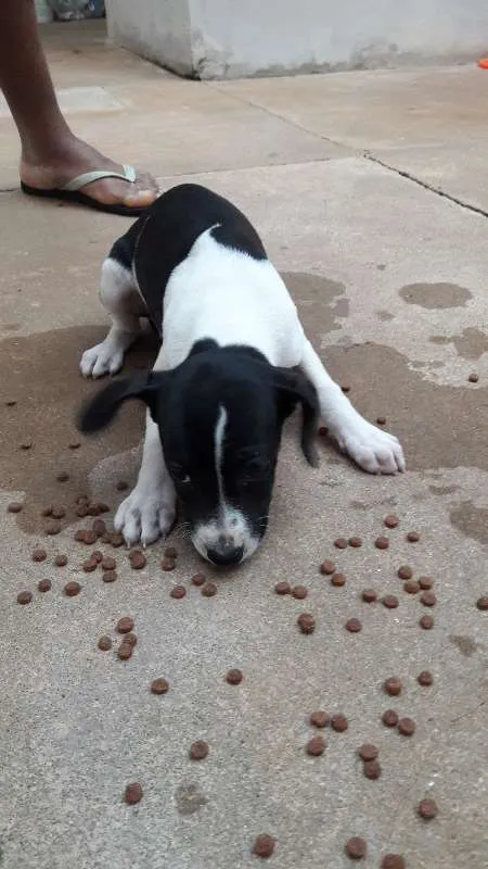 Cachorro ra a vira lata idade 2 a 6 meses nome não possuem nomes