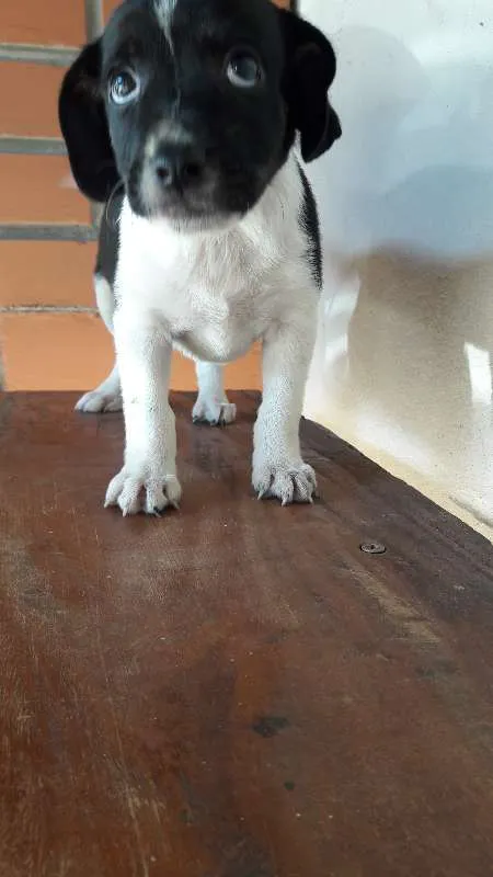 Cachorro ra a vira lata idade 2 a 6 meses nome não possuem nomes