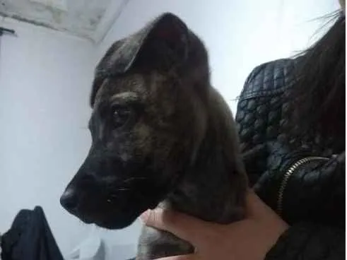Cachorro ra a Não sei idade Abaixo de 2 meses nome Toddy