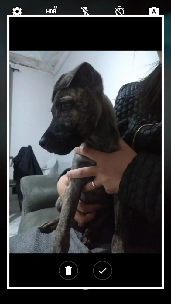 Cachorro ra a Não sei idade Abaixo de 2 meses nome Toddy