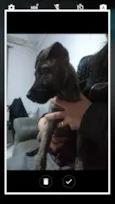 Toddy