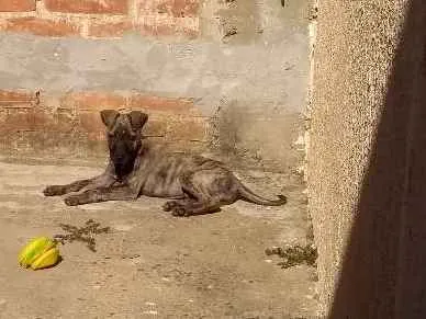 Cachorro ra a Não sei idade Abaixo de 2 meses nome Toddy