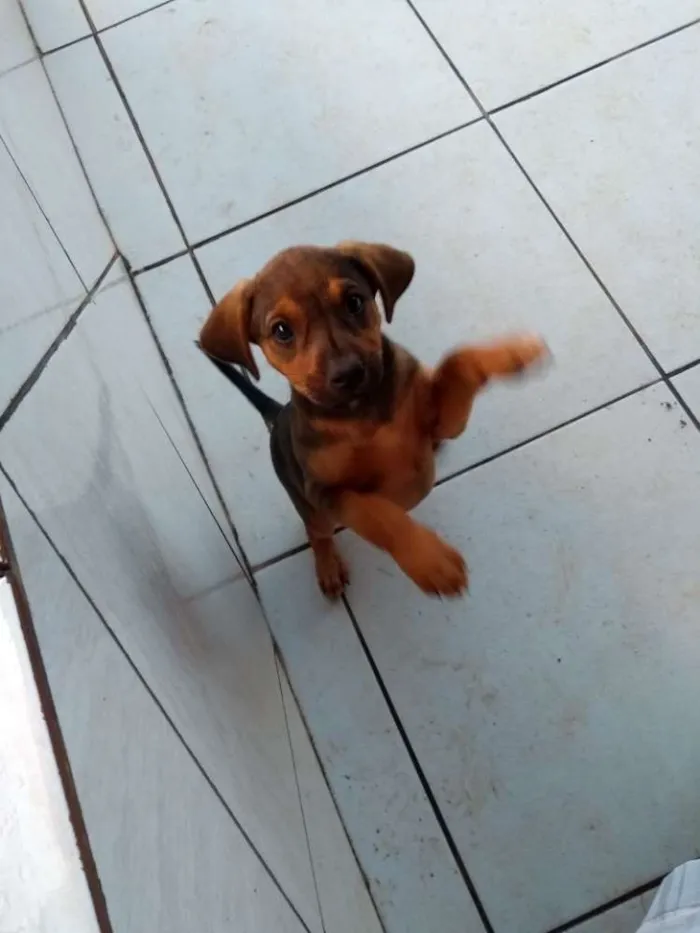 Cachorro ra a Rcd idade Abaixo de 2 meses nome Filhotes