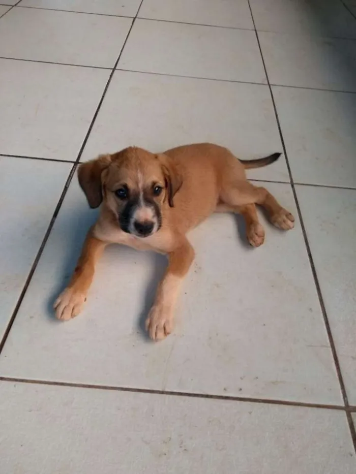 Cachorro ra a Rcd idade Abaixo de 2 meses nome Filhotes