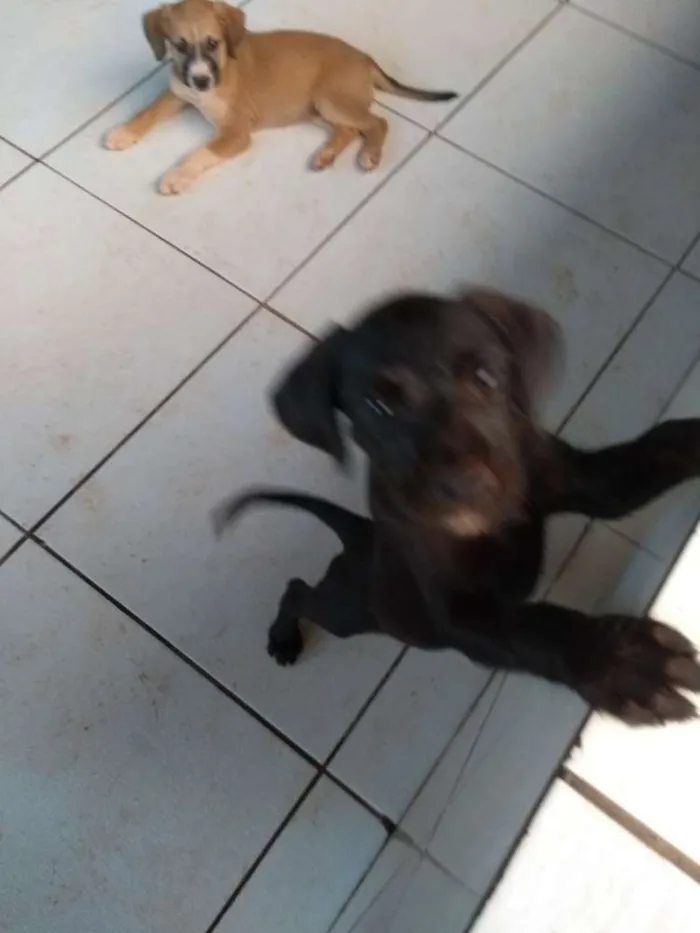 Cachorro ra a Rcd idade Abaixo de 2 meses nome Filhotes