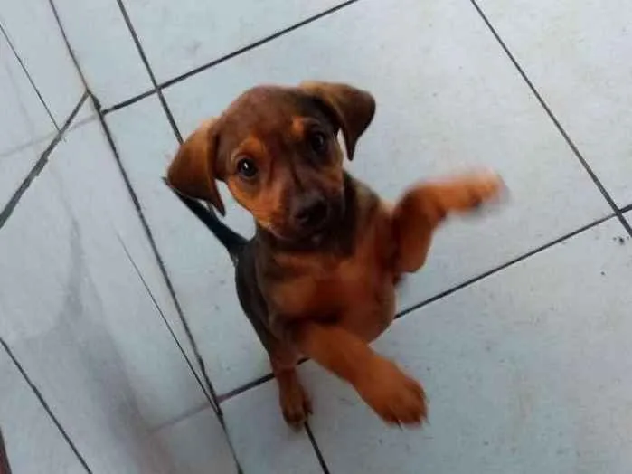 Cachorro ra a Rcd idade Abaixo de 2 meses nome Filhotes