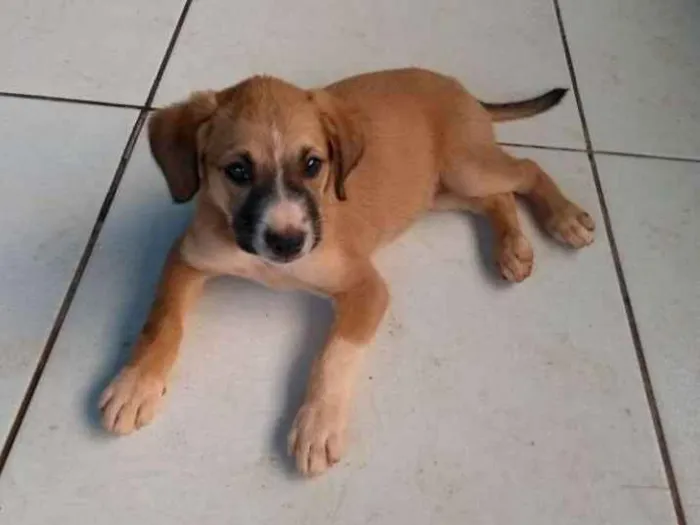 Cachorro ra a Rcd idade Abaixo de 2 meses nome Filhotes