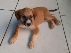 Cachorro raça Rcd idade Abaixo de 2 meses nome Filhotes