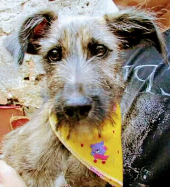 Cachorro raça Terrier idade 2 a 6 meses nome Barbudino