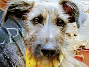 Cachorro raça Terrier idade 2 a 6 meses nome Barbudino
