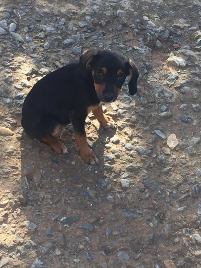 Cachorro ra a SRD idade 2 a 6 meses nome Ainda não possui 