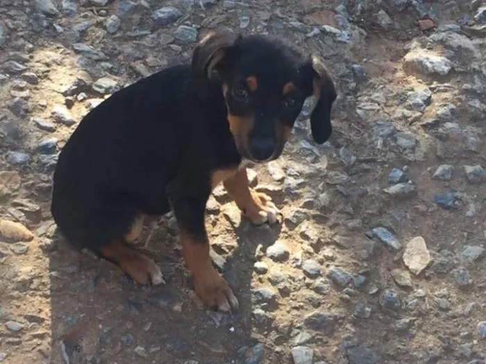 Cachorro ra a SRD idade 2 a 6 meses nome Ainda não possui 