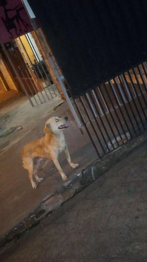 Cachorro ra a SRD idade  nome Sem nome