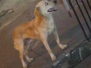 Cachorro ra a SRD idade  nome Sem nome