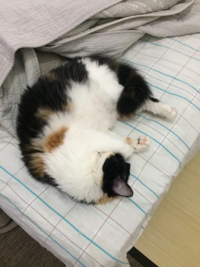 Gato ra a SRD idade 3 anos nome Luna