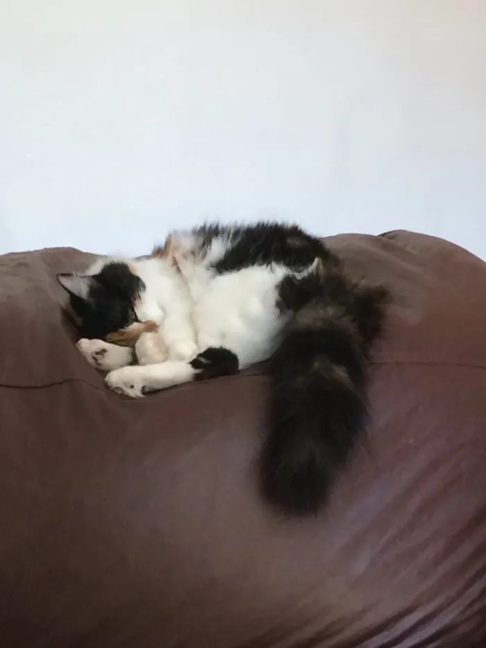 Gato ra a SRD idade 3 anos nome Luna
