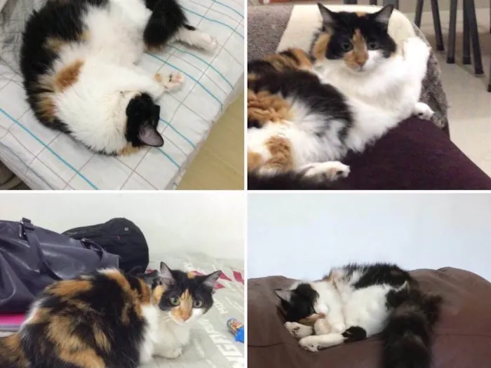 Gato ra a SRD idade 3 anos nome Luna