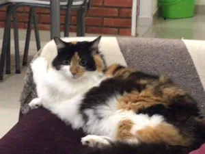 Gato raça SRD idade 3 anos nome Luna