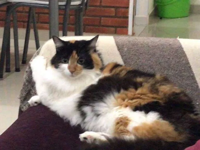 Gato ra a SRD idade 3 anos nome Luna