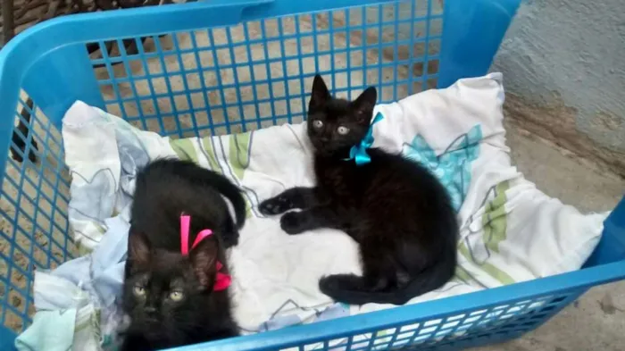 Gato ra a I/N idade 2 a 6 meses nome Sem nome