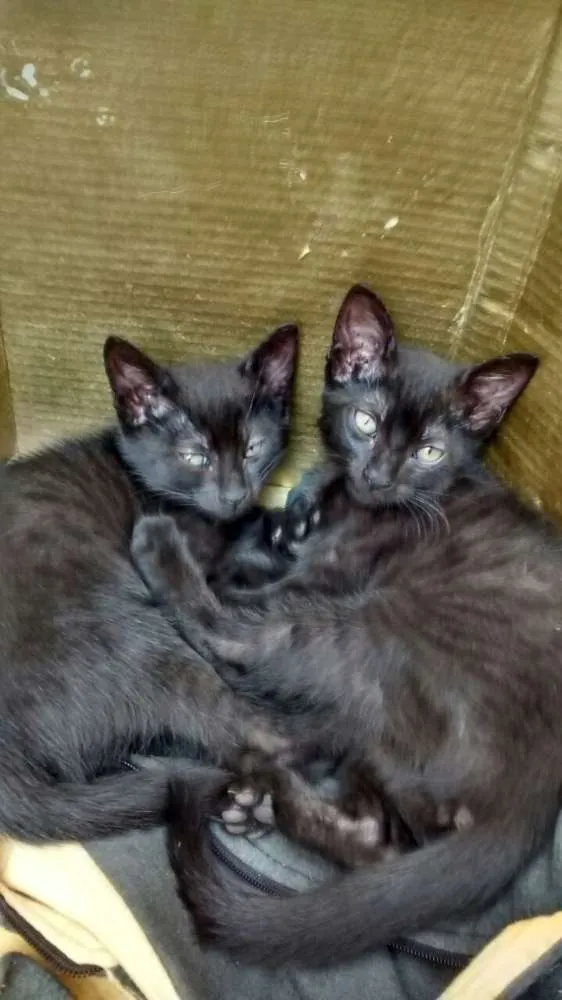 Gato ra a I/N idade 2 a 6 meses nome Sem nome
