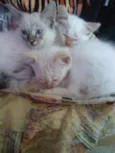 Gatos