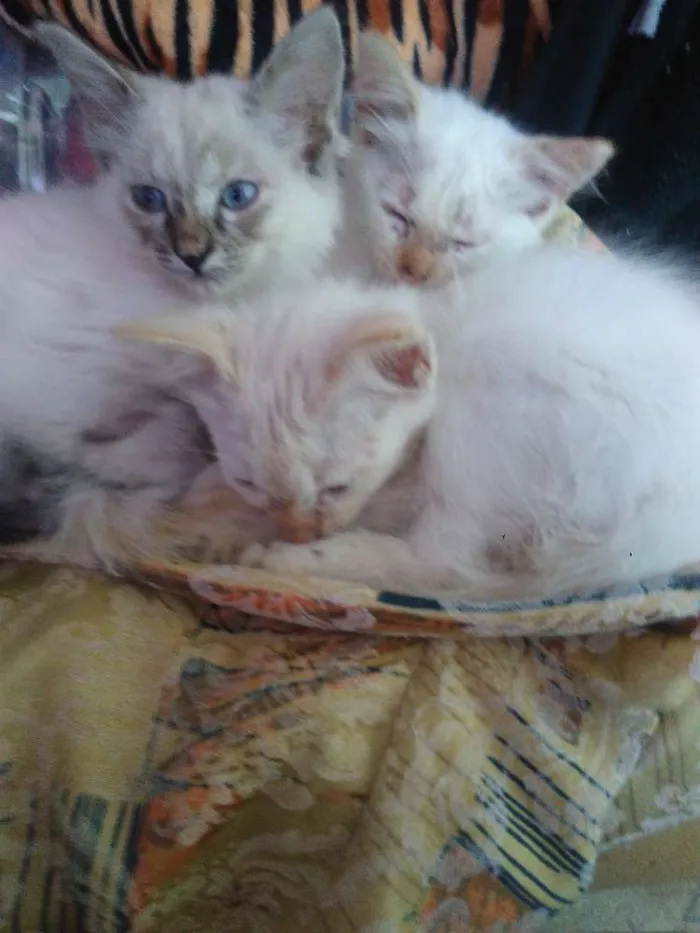 Gato ra a  idade 2 a 6 meses nome Gatos