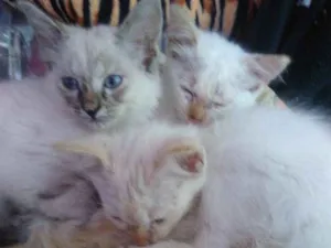 Gato raça  idade 2 a 6 meses nome Gatos