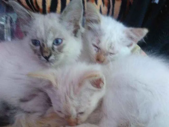 Gato ra a  idade 2 a 6 meses nome Gatos