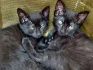 Gato raça I/N idade 2 a 6 meses nome Sem nome