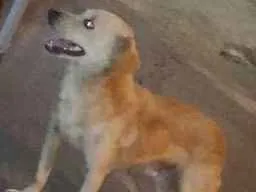 Cachorro raça SRD idade  nome Sem nome