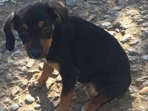 Cachorro ra a SRD idade 2 a 6 meses nome Ainda não possui 