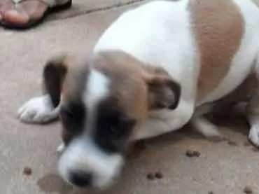 Cachorro ra a vira lata idade 2 a 6 meses nome não possuem nomes