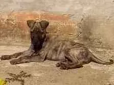 Cachorro ra a Não sei idade Abaixo de 2 meses nome Toddy