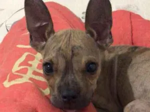 Cachorro raça srd idade 2 a 6 meses nome Yoda