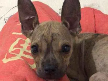 Cachorro ra a srd idade 2 a 6 meses nome Yoda