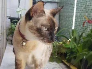 Gato raça Mestiça idade 2 anos nome Nina